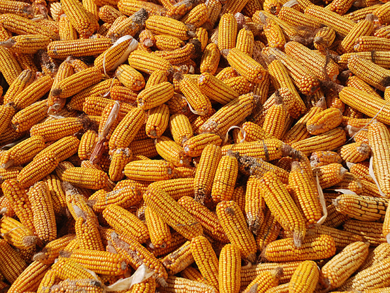 黃曲霉毒素主要存在于什么食品中 黃曲霉毒素主要存在于什么食品中