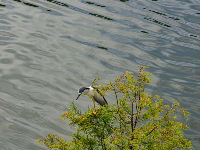 高錳酸鹽指數(shù)檢測(cè)方法